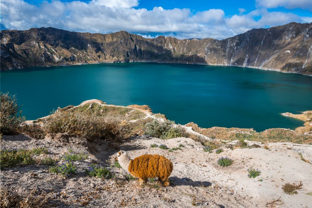 llama quilotoa crater lake