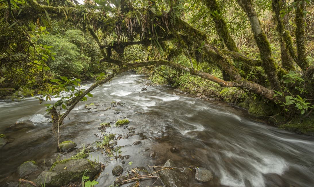 cloudforest valley
